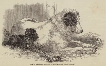 Cane di San Bernardo, presentato dalla Regina alla Società Zoologica